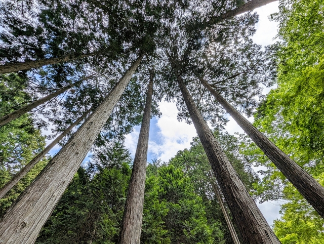 吉野檜